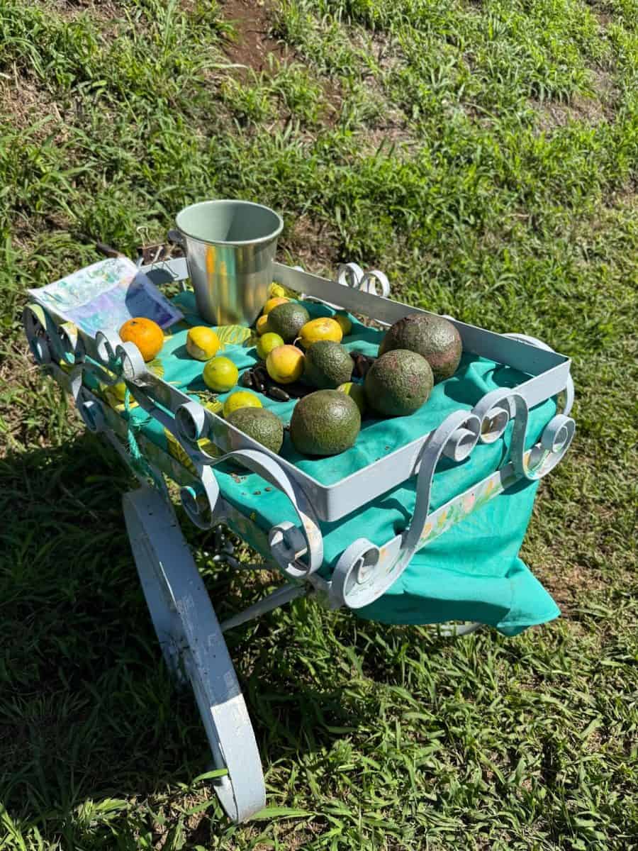 fresh avocados